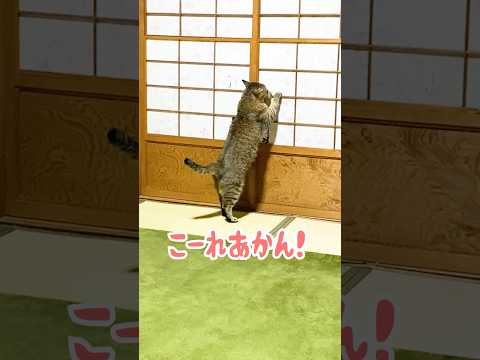 悪さをする元野良猫を叱るとこうなる…笑 #元野良猫 #イタズラ #おもしろ