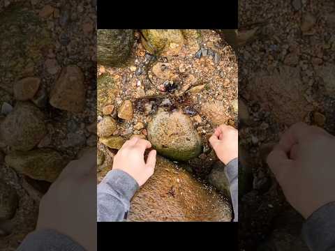 Flipping Rocks For Crabs - Good Harvest