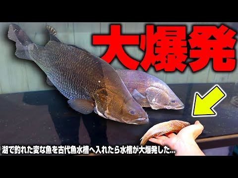 【水槽爆発】不思議な魚が釣れたので腹ペコの古代魚水槽に入れた結果…