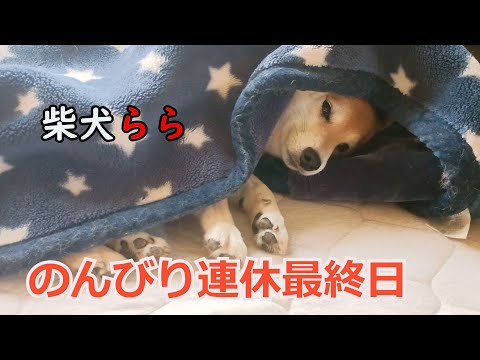 犬の動画サムネイル - のんびり連休最終日