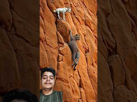 A disabled duckling helps his cat friend🐥#DuckRescue #CuteAnimal #AnimalRescue