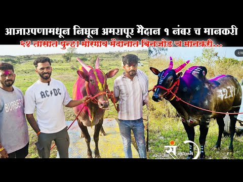 सुंदर भुंडा ग्रुप चिंचवली गोहे यांचा शाहिर | आजारातून उठून पुन्हा मालकासाठी पळतोय | बैलगाडा शर्यत