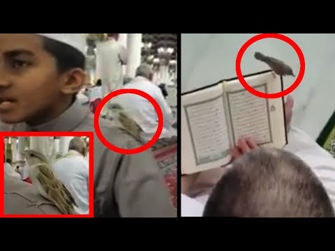 Birds Stop by While Reciting Quran In Madinah and Makkah - Beautiful!