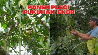 mikat pleci panen banyak di serbu satu rombongan seklian mikat ciblek juga 