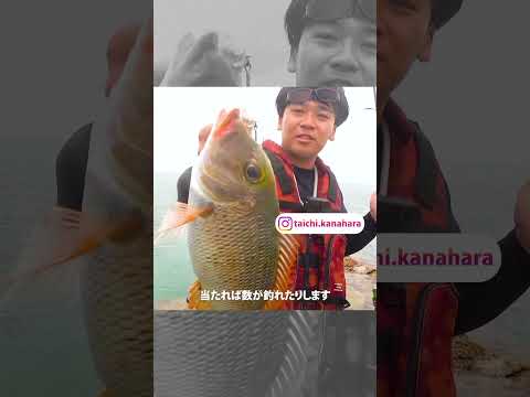 沖縄13℃のリーフフィッシング  #ベスパーワイルド#フィデリティー#fishing