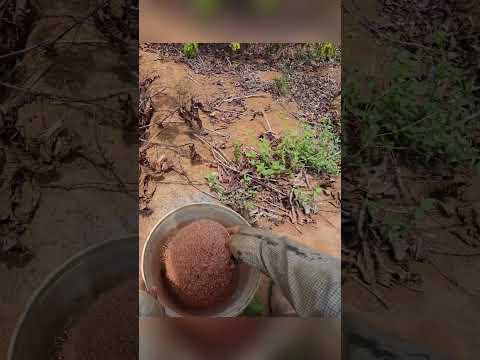 Taking care coffee trees. Fertilize coffee plants.