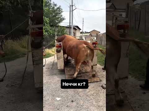 Havas qilganlar obuna bolb qoyamiz simental #anggus #avlikol #geremfort #uysharoyitidabuqaboqish