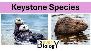 Keystone Species