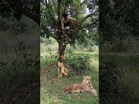 catching leopard 🐆🐆#youtubeshorts #viral #trendingshorts #shorts_ #animal #tiger #jungle