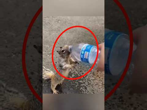Il donne de l’eau à un animal assoiffé et réchauffe les cœurs