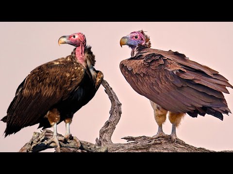 Lappet-faced Vulture: Africa's King of the Cleanup Crew!