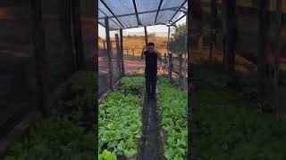 Aqui a vida na roça é assim! 👨‍🌾