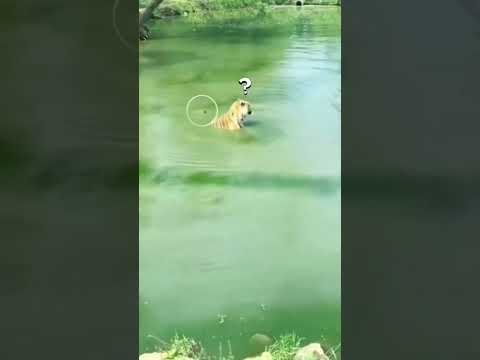 #юмор #шуточное #прикол