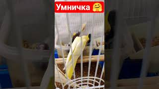 #viral #ytshorts #shorts #short #birds #love #корелла #youtubeshorts #youtube #trending #video #new