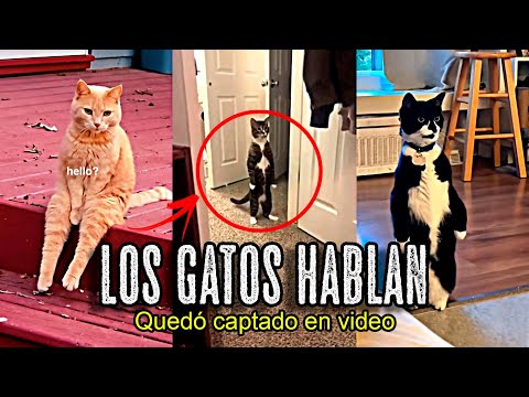 ALERTA en el MUNDO por GATOS que están HABLANDO como HUMANOS
