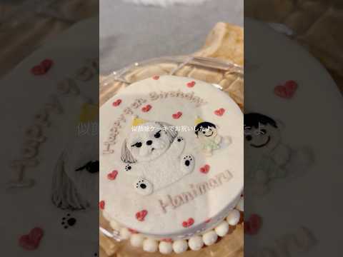 【シーズー】はに丸9歳のお誕生日ケーキ🍰大塚愛さんが「ハニ」にピッタリな曲をご用意してくれていました❤️ #シーズー #shihtzu #はに丸 #誕生日ケーキ #犬のいる生活