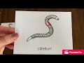 Earthworm Anatomy and Functions