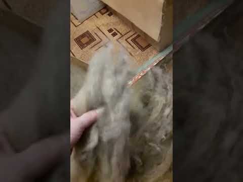 Расчесываю очень длинную шерсть.