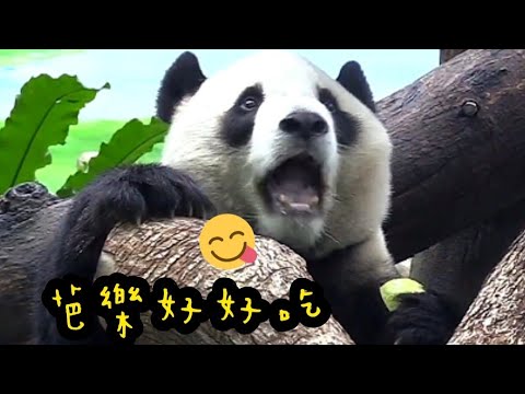 圓寶拿到芭樂大口吃，圓寶嘴巴張好大超可愛|熊貓貓熊The Giant Panda Yuan Yuan and Yuan Bao|台北市立動物園