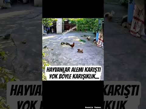 Her şey bir yavru kedi icin🤔#shorts #sessizyazar #keşfet #köpek #cat #kedi #öneçıkar #dog #hayvan