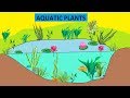 Aquatic Plants Characteristics and Roles