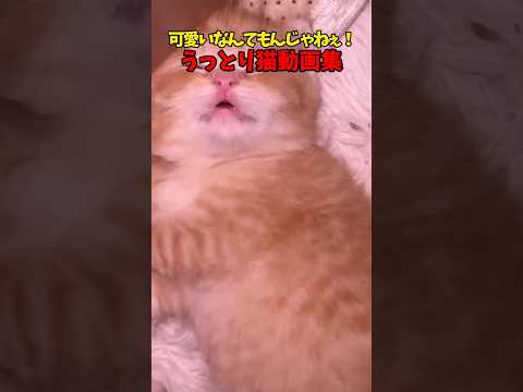川辺でリラックスする猫のかわいい姿をご覧ください サムネイル