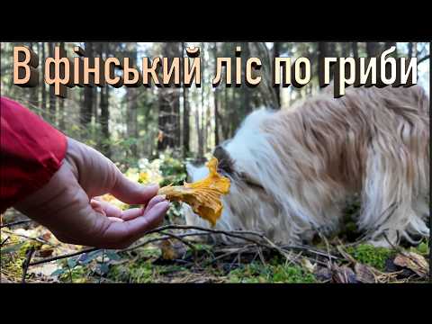 Чи є гриби в фінському лісі. де їх шукати і що важливо знати грибнику-аматору