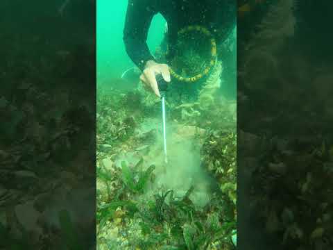 Bãi cỏ đá vậy mà lại có hải sản khủng #lặnbiển #seafood