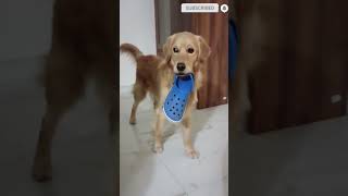 isko chappal se khelna hai🤯😇