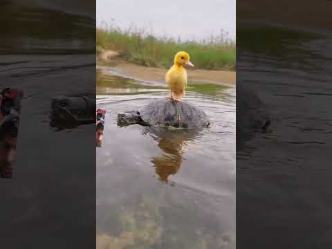 duck dogi se bahut pyar karta hai