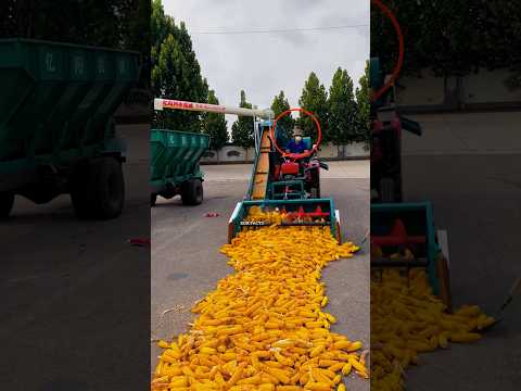 unique corn peeling machine ! #shorts