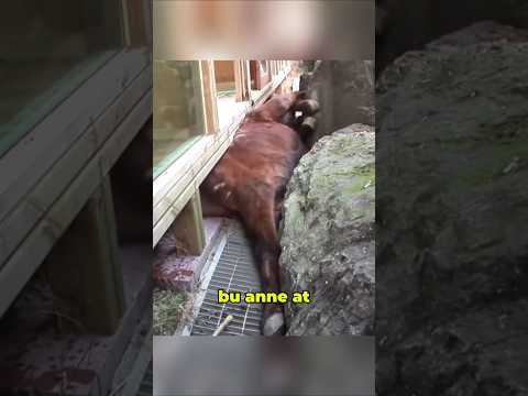 Bu Anne Atın Başına Gelenler Sizi Şoke Edecek 😱