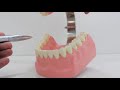 Dental Terminology and Tooth Surfaces