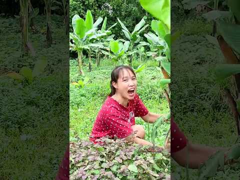 Trồng Cây Chuối Hay Chồng Chuối-Chọn Cái Nào