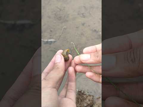 MANCING BELUT UMPAN KEONG SAWAH PAKAI PANCING KARBON EMAS