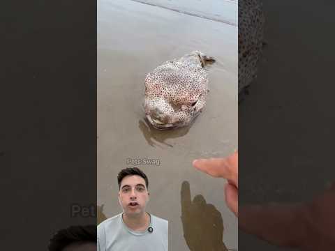 Salvó a este pez de su extinción 😢 #curiosidades #playa #sea #peces #animales #naturaleza #pesca