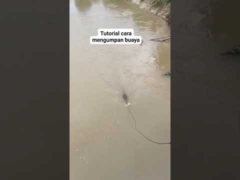 begini cara mengumpan buaya ‼️ di sungai