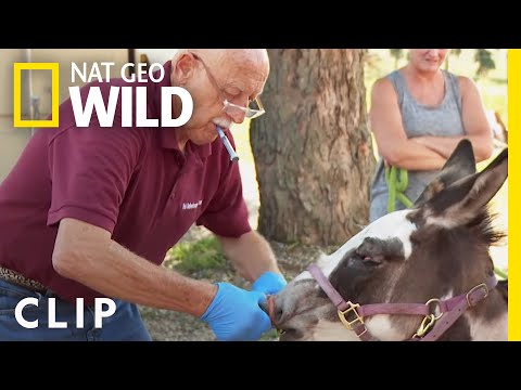 Mini Donkey Gets Stitched Up | The Incredible Dr. Pol
