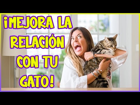 10 Secretos Para Mejorar la Comunicación Con Tu Gato - SiamCatChannel