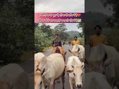 गांव का सुकून लेते नज़र आए मोटी लाल महतो🥰||#motilalmahato #villagelife #jharkhandnews #shortsfeed 😱