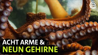 Riesenkraken – Geheimnisvolle Wesen aus der Tiefe | Erlebnis Erde