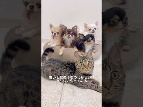 【壁チャレンジ】個性出すぎなチビファミリーにほっこり🐾#shorts
