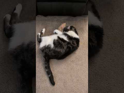 #bestfriend #crazycat #viralcats #cat