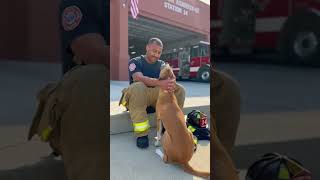 Real Firehouse Moment! Rescued Dog’s Clumsy Slip Brings a Smile 🐶🚒