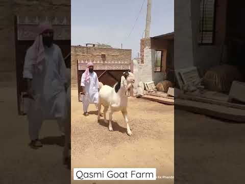 Beautiful Goat of Qasmi Goat Farm Pipad Rajasthan