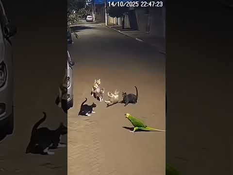 #viral #viralvideo #cat #foryou #shorts