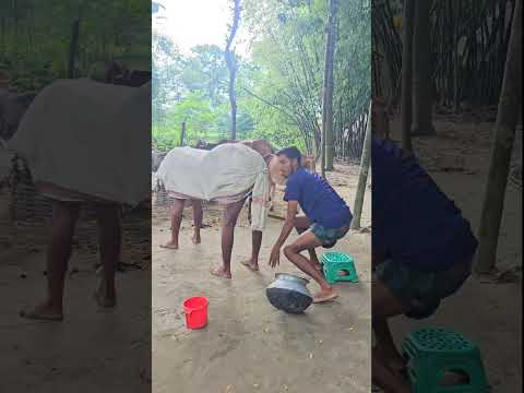 Cow does not give milk