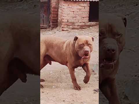 A Nose for Friendship@ 31