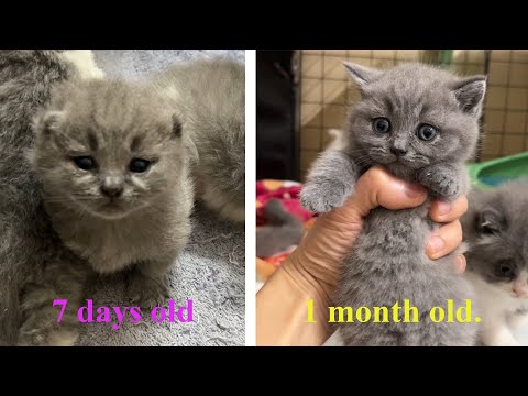 The kitten's maturity after 1 month looks no different.