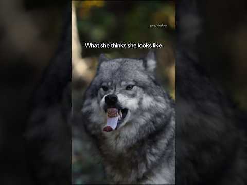 The very vicious chomp monster 👹🦷 #pug #dog #funny